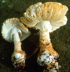 Amanita advena
