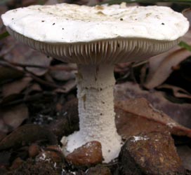 Amanita ananaeceps - photograph by Katrina Syme