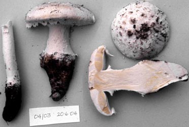 Amanita ananaeceps - photograph by Elaine Davison