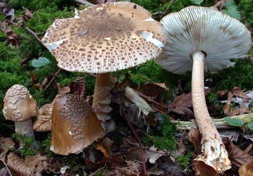 Amanita beckeri Huijsman - photo J. J. Wuilbaut - Belgium