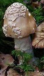 Amanita beckeri Huijsman - photo J. J. Wuilbaut - Belgium