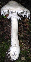 A. cinereopannosa Bas -- NC