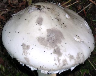 A. cinereopannosa Bas -- NC