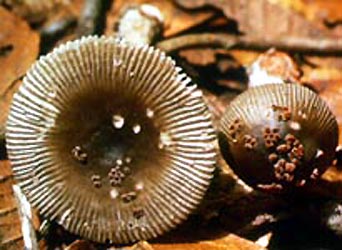 Amanita colombiana