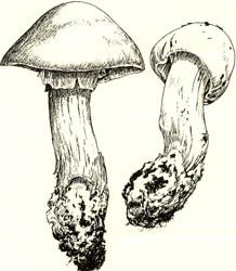 eburnea HOLOTYPE (M. H. Ivory s/63) - Drawing by Neal Macdonald (Honduras)