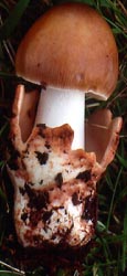 Amanita fulva (Schaeff.) Fr.