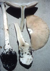 Amanita hygroscopica (pale pink gills) - Alpena, WV, USA - RET