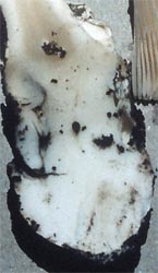 Amanita hygroscopica - bulb and limb - RET