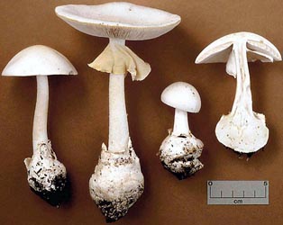A. magnivelaris