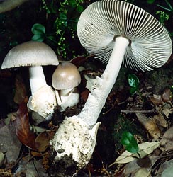 Amanita magnivolvata (Italy)