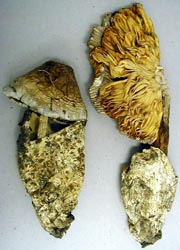 Amanita magnivolvata (exsiccata, Norway)