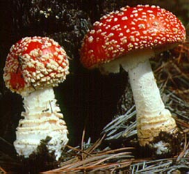 Amanita muscaria subsp. flavivolvata - Chiricahua Mtns., Arizona, U.S.A.