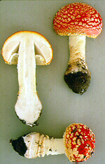 Amanita muscaria subsp. flavivolvata Sing.