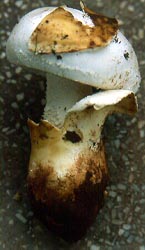 Amanita neoovoidea - David Arora, SW China