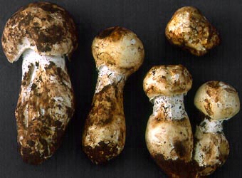 Amanita neoovoidea - David Arora, SW China