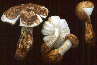 Amanita neoovoidea - David Arora, SW China