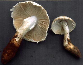 Amanita neoovoidea - David Arora, SW China