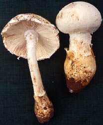 Amanita neoovoidea - Zhu L. Yang (SW China)