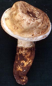 Amanita neoovoidea - Zhu L. Yang (SW China)