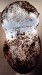Amanita ocreata - Santa Cruz Co., California, U.S.A. - RET
