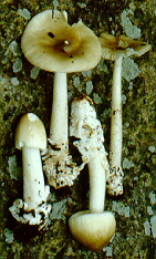 Amanita olivaceogrisea Kalamees