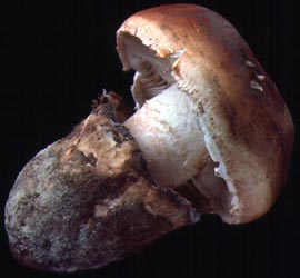 Amanita ponderosa from Portugal - Dr. Cornelis Bas