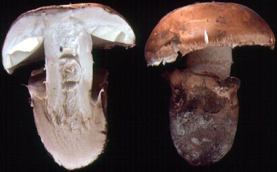 Amanita ponderosa from Portugal - Dr. Cornelis Bas
