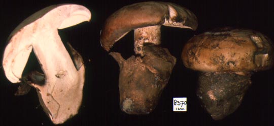Amanita ponderosa from Portugal - Dr. Cornelis Bas