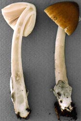 Amanita sinicoflava Tulloss