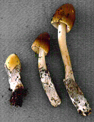 Amanita sinicoflava Tulloss
