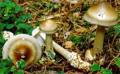 Amanita umbrinolutea (Secr. ex Gill.) Bataille