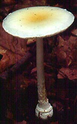 Amanita 
albocreata Atk. - Stokes St. For., Sussex County, 
New Jersey, 
U.S.A.