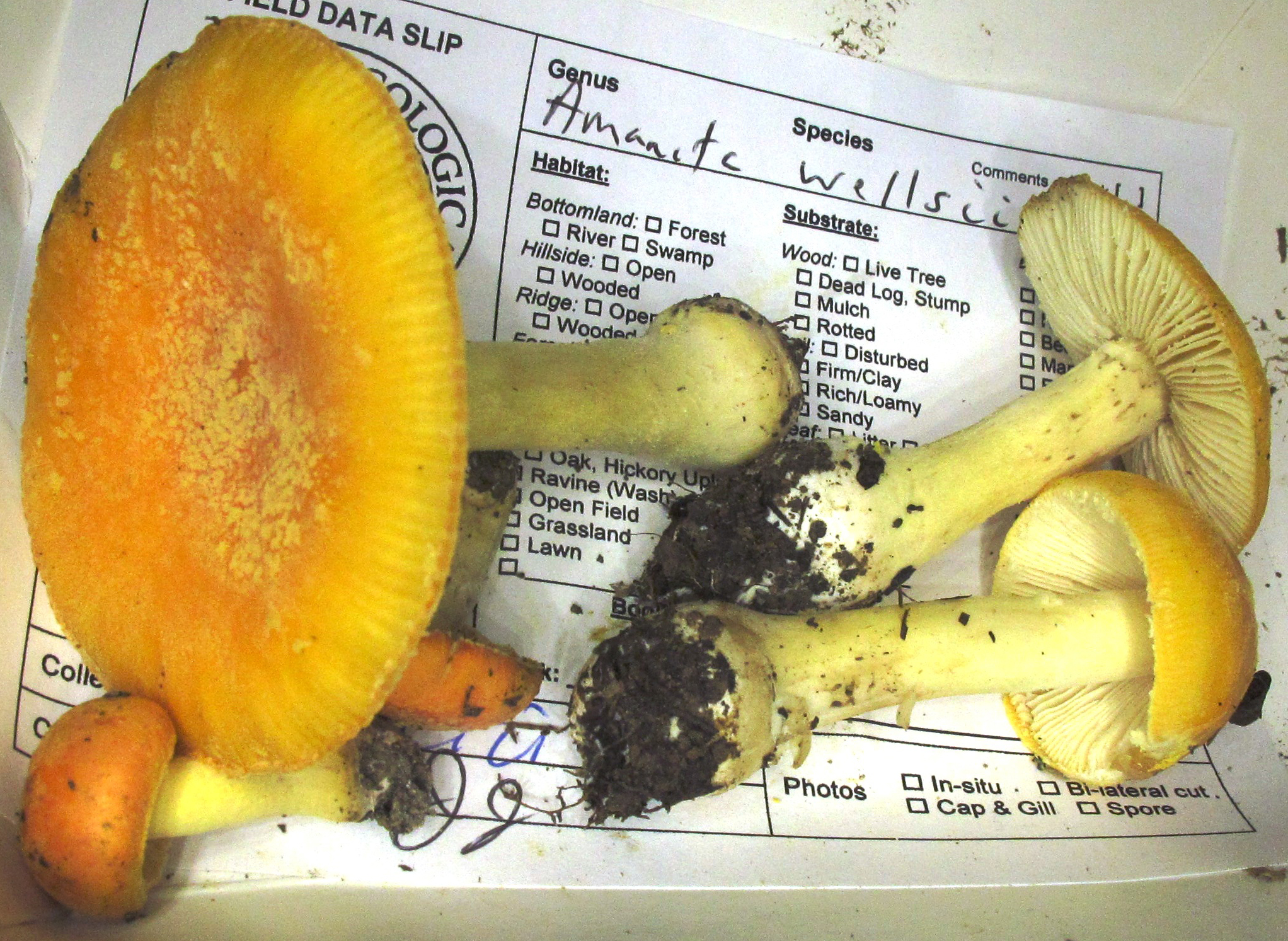 Us Nj And Pa Amanitaceae Org Taxonomy And Morphology Of Amanita And Limacella