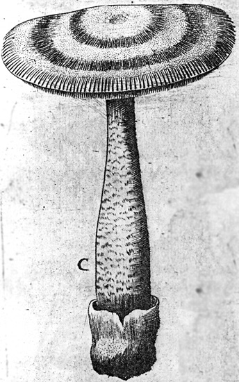 Amanita battarrae, the lectotype—plate V, figure C, from Battarra's Fungorum Agri... (1755).  [photocopy]