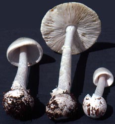 Amanita bisporigera - Amanitaceae.org - Taxonomy and Morphology of Amanita  and Limacella