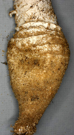 Amanita conicobulbosa, note remnants of internal volval limb on upper bulb; West Australia, Australia