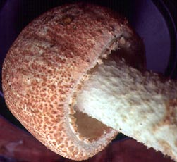 Amanita daucipes (Mont.) Lloyd