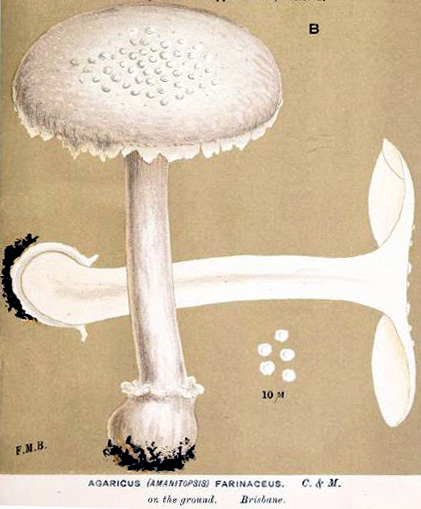 Amanita farinacea, from plate in (Cooke 1890), Queensland, Australia.  See note on image tab.