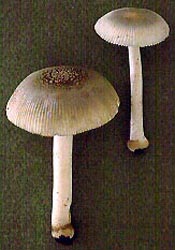 Amanita farinosa Schwein.