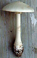 Amanita microlepis, Seneca, Oconee Co., South Carolina, U.S.A.