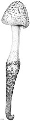 Amanita miculifera - from original description