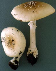 Amanita 

multisquamosa, Massachusetts, U.S.A.