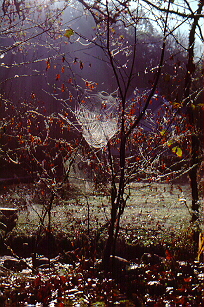 Cataloochee morning, 
October, 1999, photo by R. E. Tulloss