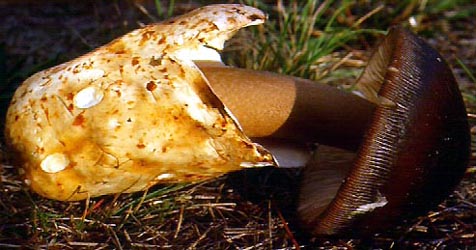 Amanita pachycolea, very large button, Camp Gualala, Mendocino Co., California, U.S.A.  (RET 016-7)