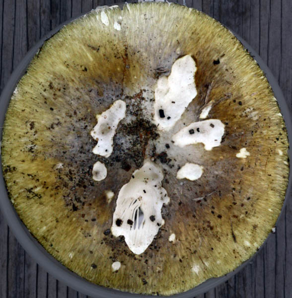 Amanita phalloides, Roosevelt, Monmouth Co., New Jersey, U.S.A. (RET 520-1).