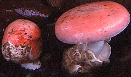 Amanita pudica - central Africa - photo by David Arora