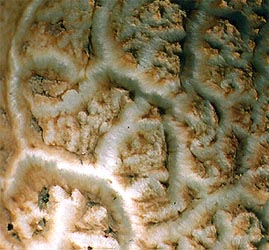 warts of A. ravenelii with vertically striate sides, photo RET