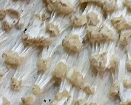 Amanita ravenelii, small warts and lower, hyphal layer of universal