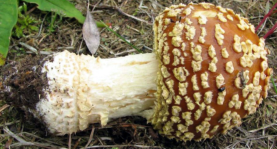 Amanita regalis - Amanitaceae.org - Taxonomy and Morphology of Amanita and  Limacella
