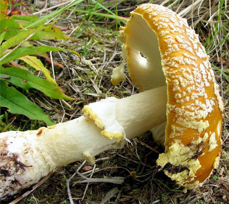 Amanita regalis - Amanitaceae.org - Taxonomy and Morphology of Amanita and  Limacella